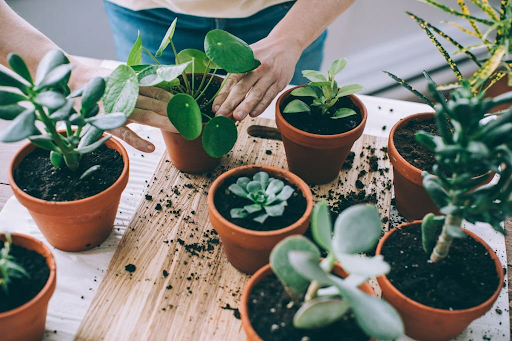 Unveiling Hidden Tips and Tricks for Indoor Plant Care