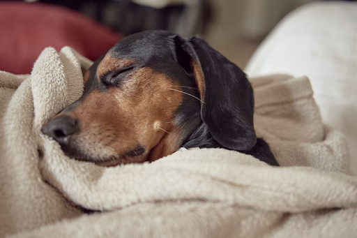 IVDD in Dogs: How Clinical Signs Are Graded and What They Mean for Recovery IVDD in Dogs: How Clinical Signs Are Graded and What They Mean for Recovery